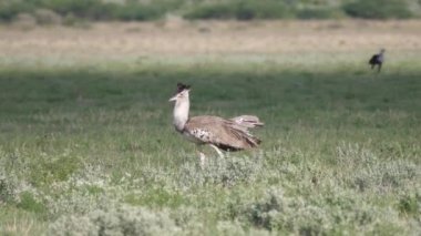 Afrika 'ya özgü en büyük uçan kuş olan Kori bustard Botsvana' daki Merkez Kalahari oyun parkının ovasında geziniyor.