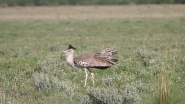 Afrika 'ya özgü en büyük uçan kuş olan Kori bustard Botsvana' daki Merkez Kalahari oyun parkının ovasında geziniyor.