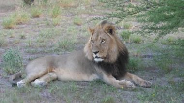 Botsvana 'daki Merkez Kalahari Oyun Rezervi' nde bir ağacın altında dinlenen erkek aslan.