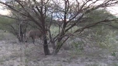 Botsvana 'daki Merkez Kalahari Oyun Rezervi' nin çalılığında yürüyen erkek aslan.