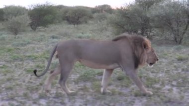 Botsvana 'daki Merkez Kalahari Oyun Rezervi' nin çalılığında yürüyen erkek aslan.