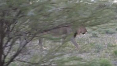 Botsvana 'daki Merkez Kalahari Oyun Rezervi' nin çalılığında yürüyen erkek aslan.