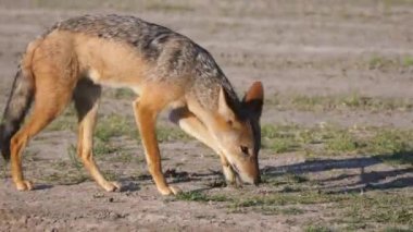 Botswana 'daki Merkez Kalahari oyun parkının ovasına işeyen siyah sırtlı çakal.
