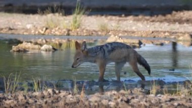 Botswana 'daki Merkez Kalahari Oyun Rezervi' nde bir su havuzunda yürüyen siyah sırtlı çakal.