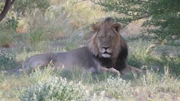 Manligt Lejon Som Ligger Ett Träd Vid Central Kalahari Game — Stockvideo