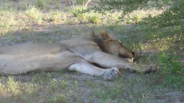 Zblízka Samce Lva Spícího Pod Stromem Centrální Kalahari Game Reserve — Stock video