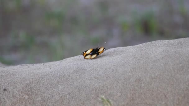 Uma Borboleta Barriga Leão Macho Central Kalahari Game Reserve Botsuana — Vídeo de Stock