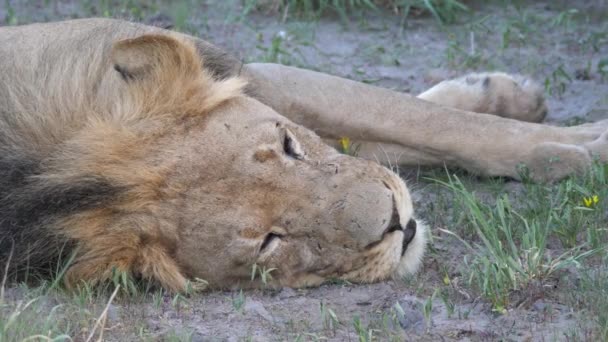 在博茨瓦纳中卡拉哈里野生动物保护区睡觉的雄狮的身边 — 图库视频影像