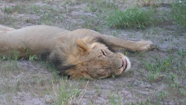 博茨瓦纳中卡拉哈里野生动物保护区 雄狮打呵欠醒来 — 图库视频影像
