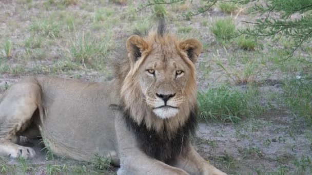 博茨瓦纳中卡拉哈里野生动物保护区的雄性狮子改变休息位置 — 图库视频影像