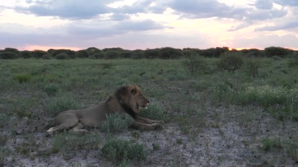 León Macho Descansando Sabana Durante Atardecer Reserva Caza Central Kalahari — Vídeos de Stock