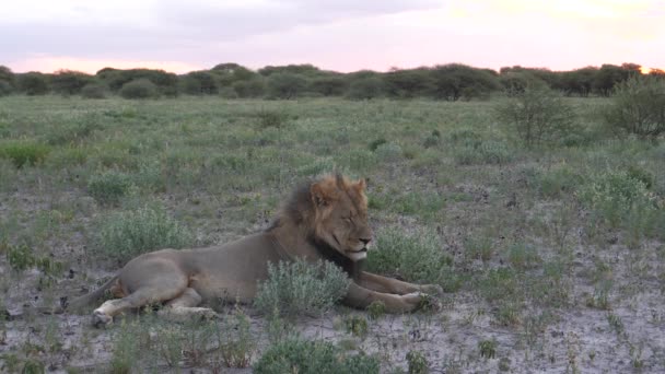 博茨瓦纳中卡拉哈里野生动物保护区 雄性狮子在日落时分在草原上休息 — 图库视频影像