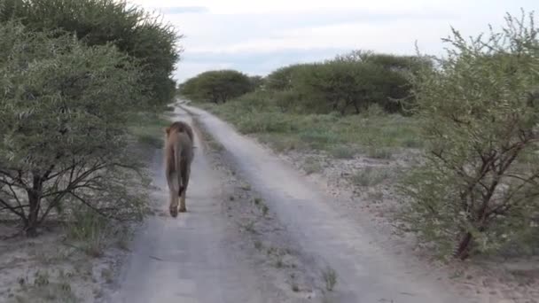 Leão Macho Caminhando Uma Estrada Terra Central Kalahari Game Reserve — Vídeo de Stock