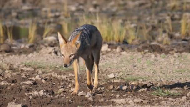 Le chacal à dos noir s'éloigne de la savane de la réserve centrale du Kalahari au Botswana 