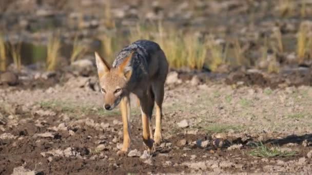 Siyah Sırtlı Çakal Botswana Daki Merkez Kalahari Oyun Parkında Yürüyor — Stok video