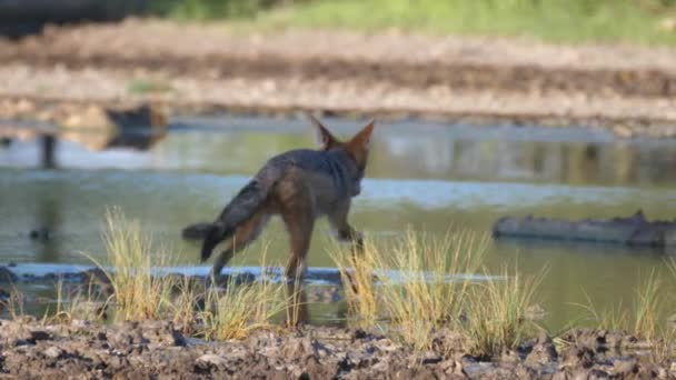 Black Back Šakal Procházky Bazénu Centrální Kalahari Game Reserve Botswaně — Stock video