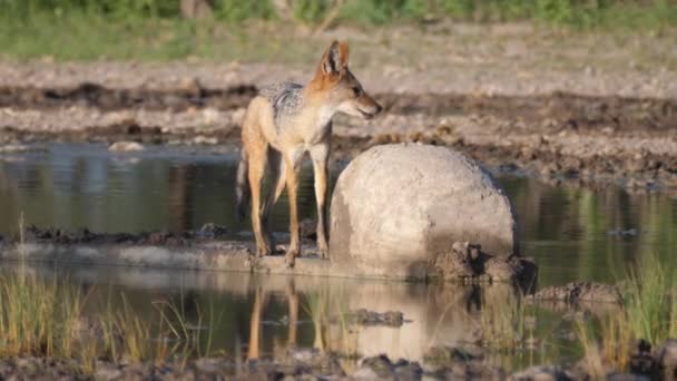 Šakal Černým Hřbetem Bazénu Centrální Kalahari Game Reserve Botswana — Stock video