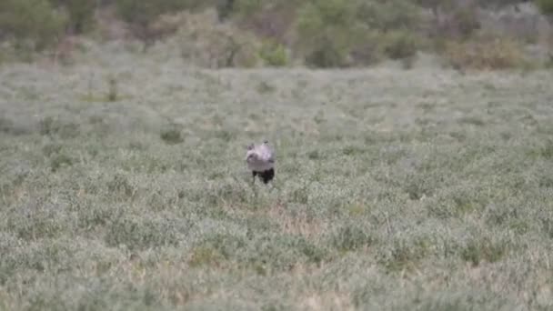 Tajemník Lovu Ptáků Savaně Centrální Kalahari Zvěře Rezerva Botswaně — Stock video