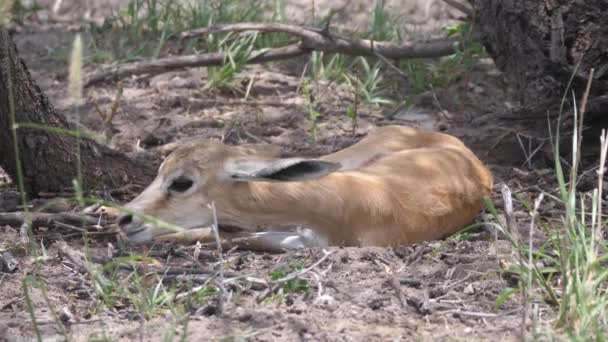 Baby Springbok Układanie Pod Drzewem Central Kalahari Game Reserve Botswana — Wideo stockowe