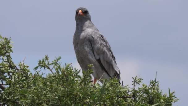 Chal Pálido Árbol Reserva Caza Central Kalahari Botswana — Vídeos de Stock