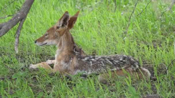 博茨瓦纳中卡拉哈里野生动物保护区的一棵树下休息着一只黑背野狼 — 图库视频影像
