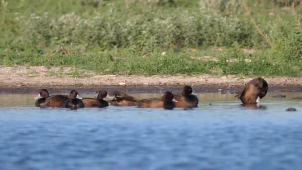 Kelompok Pochard Selatan Sebuah Danau Central Kalahari Game Reserve Botswana — Stok Video