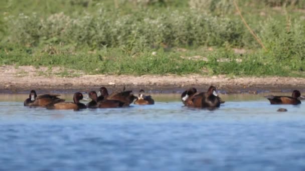 Kelompok Pochard Selatan Sebuah Danau Central Kalahari Game Reserve Botswana — Stok Video