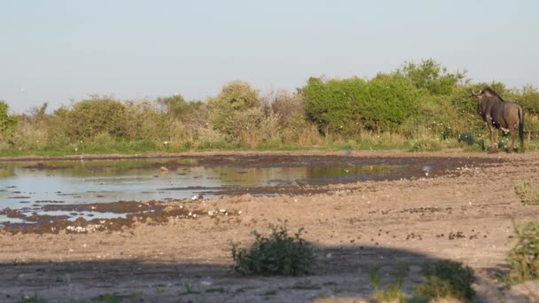 Wildebeest Приближается Водоему Центральном Заповеднике Калахари Ботсване — стоковое видео