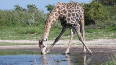 Zürafa içmek için Botsvana 'daki Merkez Kalahari oyun parkındaki bir su havuzunda eğiliyor.