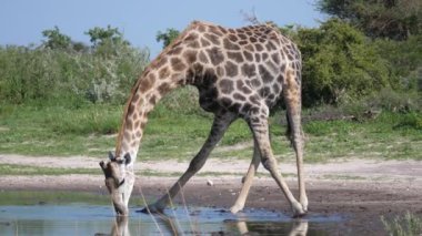 Zürafa, Botsvana 'daki Merkez Kalahari Oyun Rezervi' ndeki bir su havuzundan su içiyor.