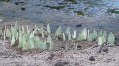 Merkez Kalahari Oyun Rezervi, Botswana 'da yeşil kelebek sürüsü