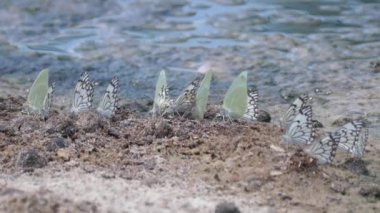 Merkez Kalahari Oyun Rezervi, Botswana 'daki beyaz ve yeşil kelebek sürüsüne yaklaş