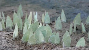Merkez Kalahari Oyun Rezervi, Botswana 'daki yeşil kelebek sürüsüne yaklaş