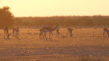 Botsvana 'daki Merkez Kalahari oyun parkının bozkırında gün batımında bahar gülü sürüsü
