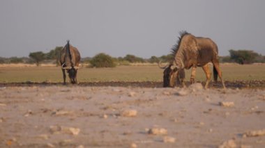 Botsvana 'daki Merkez Kalahari oyun rezervinde iki antilop bir su birikintisi.