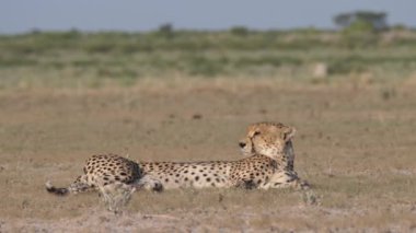 Botswana 'daki Merkez Kalahari oyun parkının ovasında dinlenen çita.