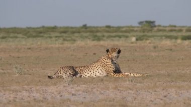 Çita dinleniyor ve Botswana 'daki Merkez Kalahari oyun parkının savanasına bakıyor.