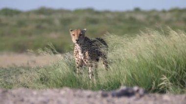 Botswana 'daki Merkez Kalahari Oyun Rezervi' nde yüksek otların arasında yaralı bir çita.