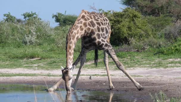Girafa Bebendo Uma Piscina Central Kalahari Game Reserve Botsuana — Vídeo de Stock