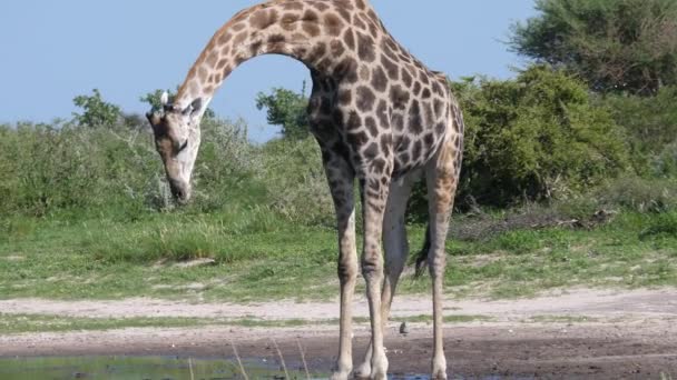 在博茨瓦纳中卡拉哈里野生动物保护区 长颈鹿弯腰喝水 — 图库视频影像