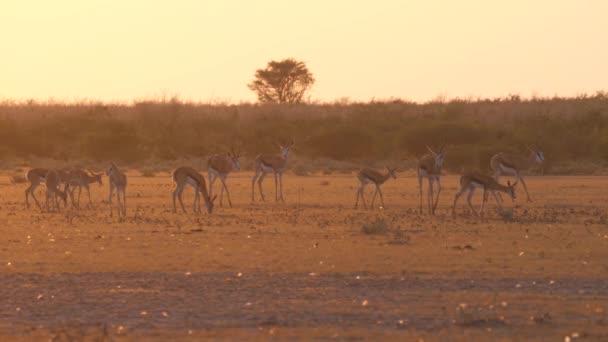 Botsvana Daki Merkez Kalahari Oyun Parkının Bozkırında Gün Batımında Bahar — Stok video