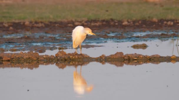 Aigrette des bovins dans un étang de la réserve centrale du Kalahari, Botswana 