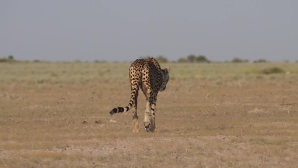 Sårad Gepard Går Långsamt Savannen Central Kalahari Game Reserve Botswana — Stockvideo