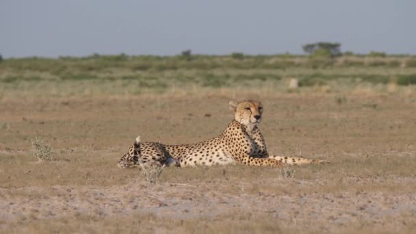 Guépard se reposant et balançant la queue sur la savane de la réserve centrale du Kalahari au Botswana
