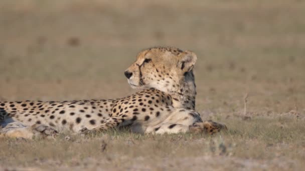 Geparden Der Savanne Des Zentralen Kalahari Wildreservats Botswana — Stockvideo