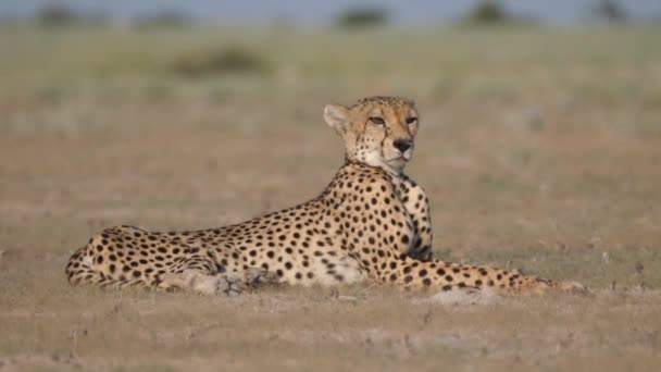 Geparden Der Savanne Des Zentralen Kalahari Wildreservats Botswana — Stockvideo