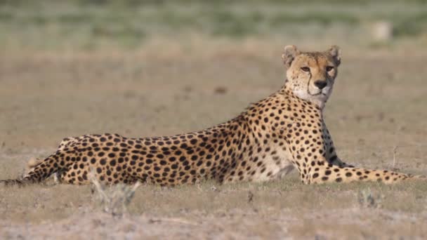 Cheetah Ψάχνει Επικεντρώθηκε Γύρω Από Σαβάνα Της Κεντρικής Kalahari Game — Αρχείο Βίντεο