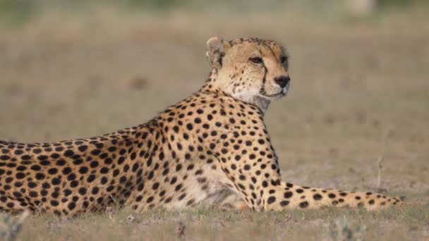 猎豹注视着博茨瓦纳中部卡拉哈里狩猎保护区的稀树草原 — 图库视频影像