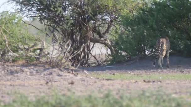 Ghepardi Cacciano Mentre Branco Gnu Fugge Nella Riserva Caccia Del — Video Stock