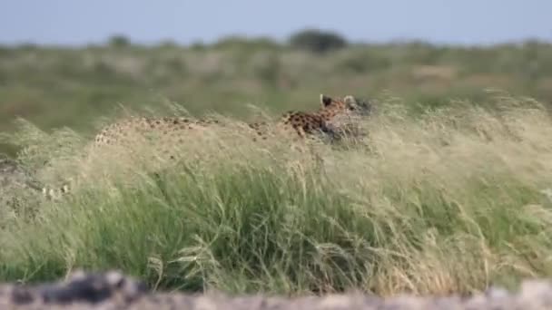 Два Гепарди Високими Травами Центральному Заповіднику Калахарі Ботсвані — стокове відео